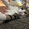 cat, calico_cat, pet, animal, feline, belly_rub, lying_down, relaxed, close_up, portrait, green_eyes, whiskers, pink_nose, striped_fur, multicolored_fur, human_hand, indoor, living_room, couch, cozy