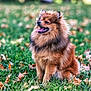 Voltaire a rejoint le concours — aidez-le/la à gagner de superbes lots ! dog, fluffy, grass, autumn_leaves, outdoor, pet, canine, happy, tongue_out, nature, fur, sitting, animal, field, daylight, closeup, portrait, brown, cute, friendly