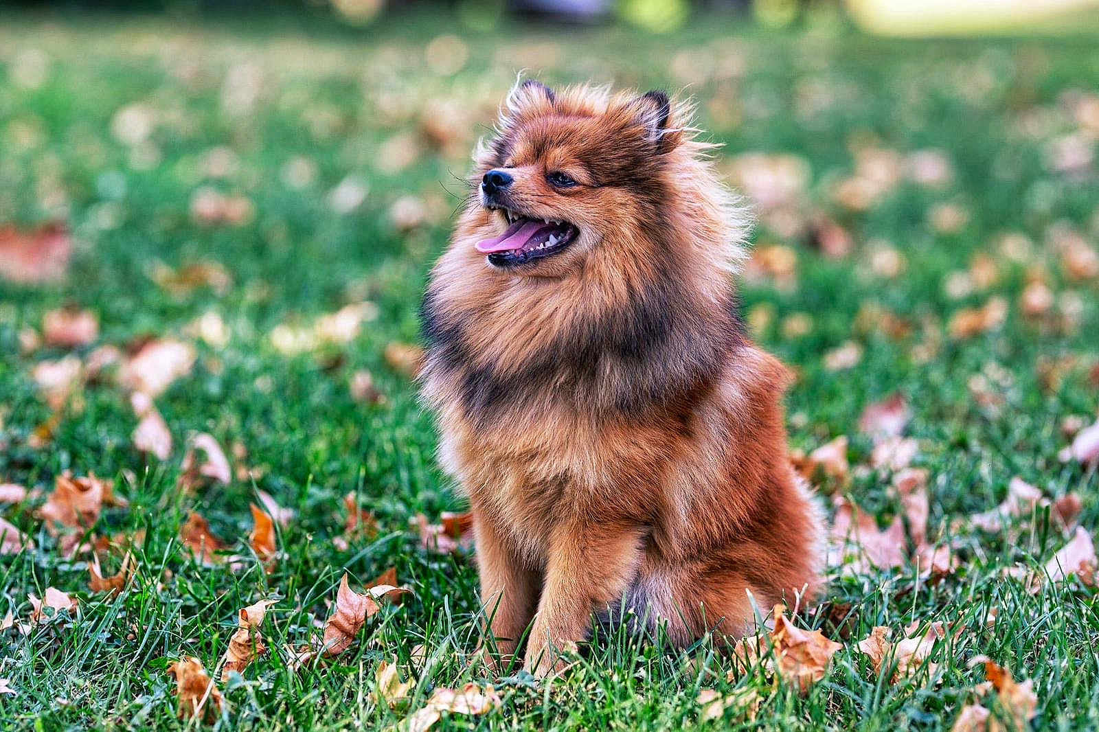 Voltaire a rejoint le concours — aidez-le/la à gagner de superbes lots ! dog, fluffy, grass, autumn_leaves, outdoor, pet, canine, happy, tongue_out, nature, fur, sitting, animal, field, daylight, closeup, portrait, brown, cute, friendly