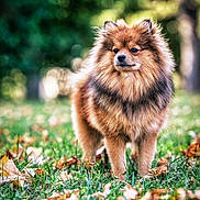 Voltaire a rejoint le concours — aidez-le/la à gagner de superbes lots ! dog, fluffy, grass, autumn_leaves, outdoor, nature, animal, pet, pomeranian, fur, brown, standing, portrait, canine, leaf, seasonal, park, cute, adorable, alert