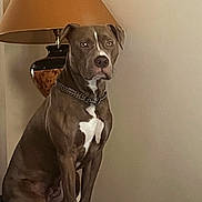 Vegas a rejoint le concours — aidez-le/la à gagner de superbes lots ! dog, pet, indoor, lamp, furniture, couch, brown, white_markings, chain_collar, sitting, portrait, animal, domestic_animal, canine, short_hair, alert, calm, home, decor, neutral_background
