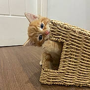 Pickles is registered to the contest to win money with this photo: kitten, cat, orange_cat, blue_eyes, woven_basket, wooden_floor, indoor, curious, pet, animal, cute, playful, young_cat, feline, fur, whiskers, ears, small, domestic_cat, peekaboo