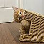kitten, cat, orange_cat, blue_eyes, woven_basket, wooden_floor, indoor, curious, pet, animal, cute, playful, young_cat, feline, fur, whiskers, ears, small, domestic_cat, peekaboo