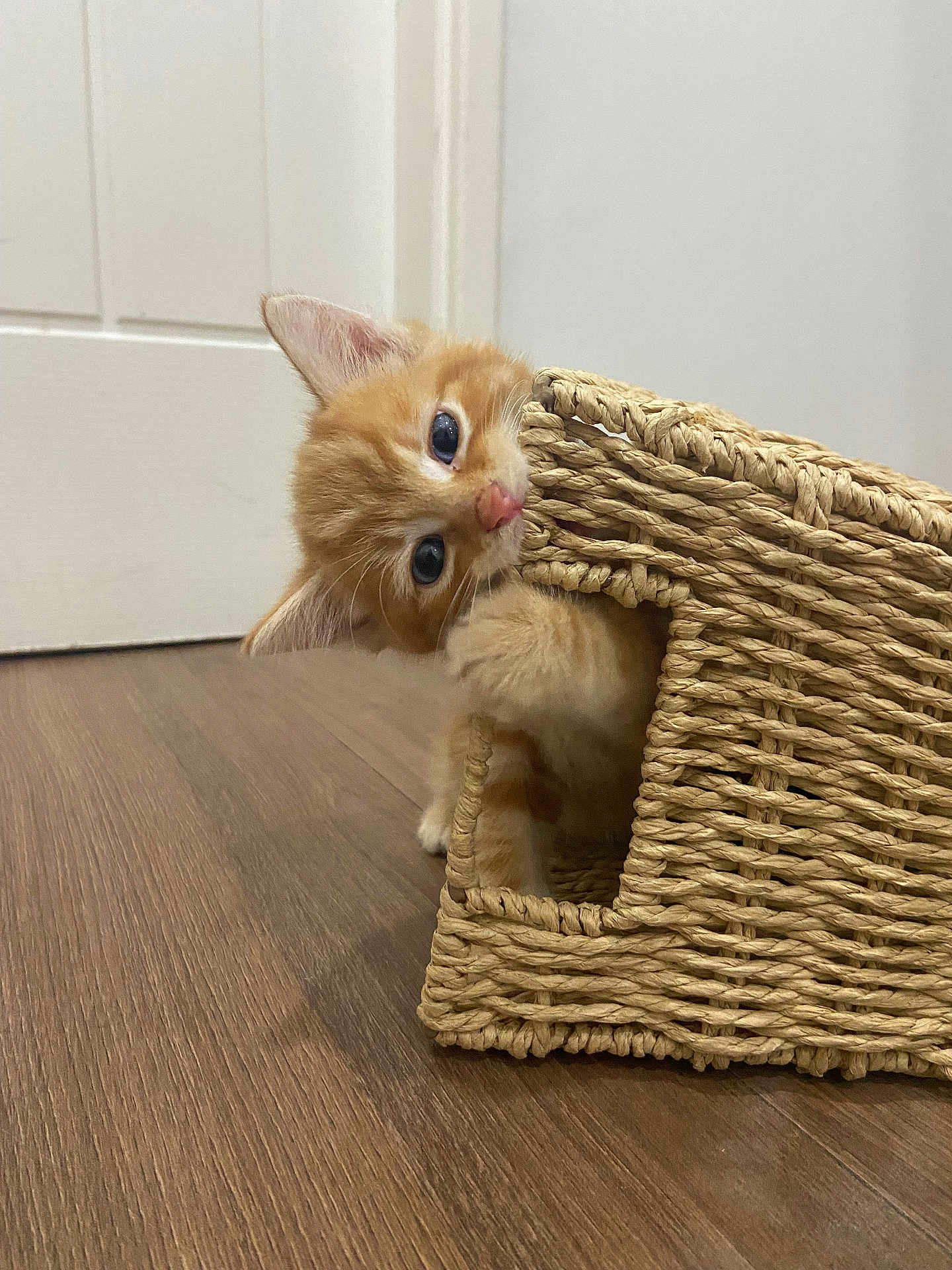 Pickles is registered to the contest to win money with this photo: kitten, cat, orange_cat, blue_eyes, woven_basket, wooden_floor, indoor, curious, pet, animal, cute, playful, young_cat, feline, fur, whiskers, ears, small, domestic_cat, peekaboo