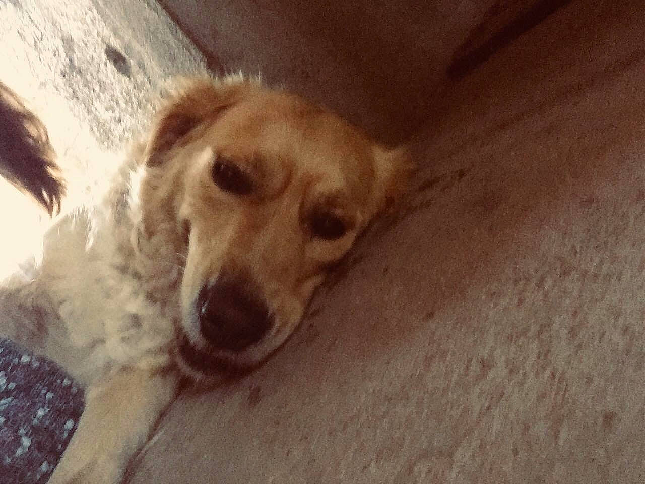 Naya participe au concours pour gagner de l'argent avec cette photo : carnivore, comfort, companion_dog, dog, dog_breed, flooring, fur, paw, puppy_love, retriever, terrestrial_animal, whiskers, wood, working_animal