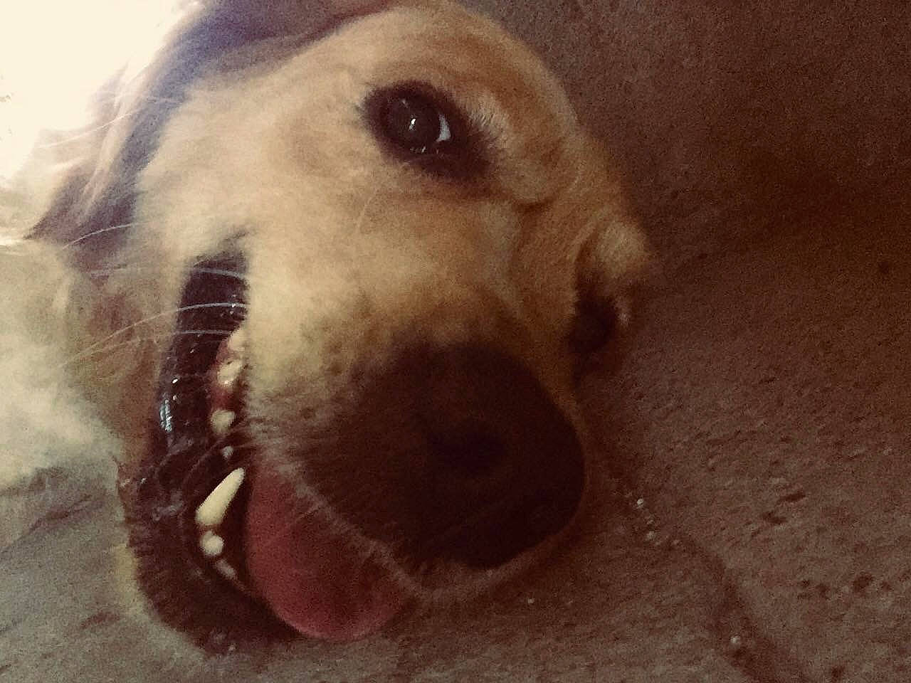 Naya a rejoint le concours — aidez-le/la à gagner de superbes lots ! canidae, carnivore, companion_dog, dog, dog_breed, ear, fang, fawn, fur, happy, labrador_retriever, paw, puppy_love, retriever, selfie, smile, sporting_group, terrestrial_animal, whiskers, working_animal