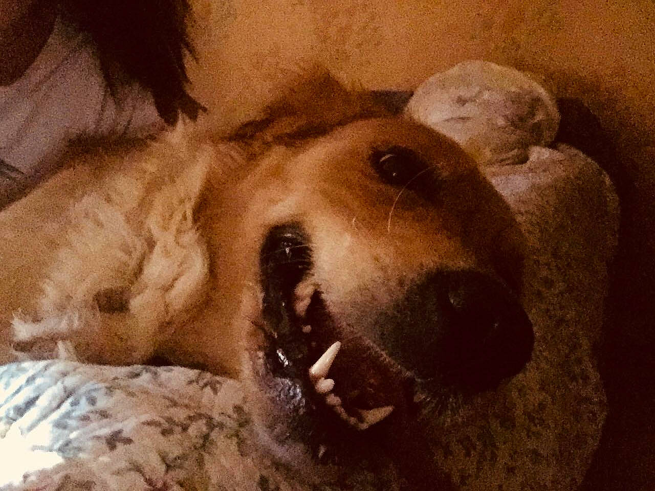 Naya a rejoint le concours — aidez-le/la à gagner de superbes lots ! art, canidae, carnivore, comfort, companion_dog, dog, dog_breed, fawn, fur, guard_dog, nap, paw, retriever, snout, sporting_group, terrestrial_animal, visual_arts, whiskers, wildlife, working_animal