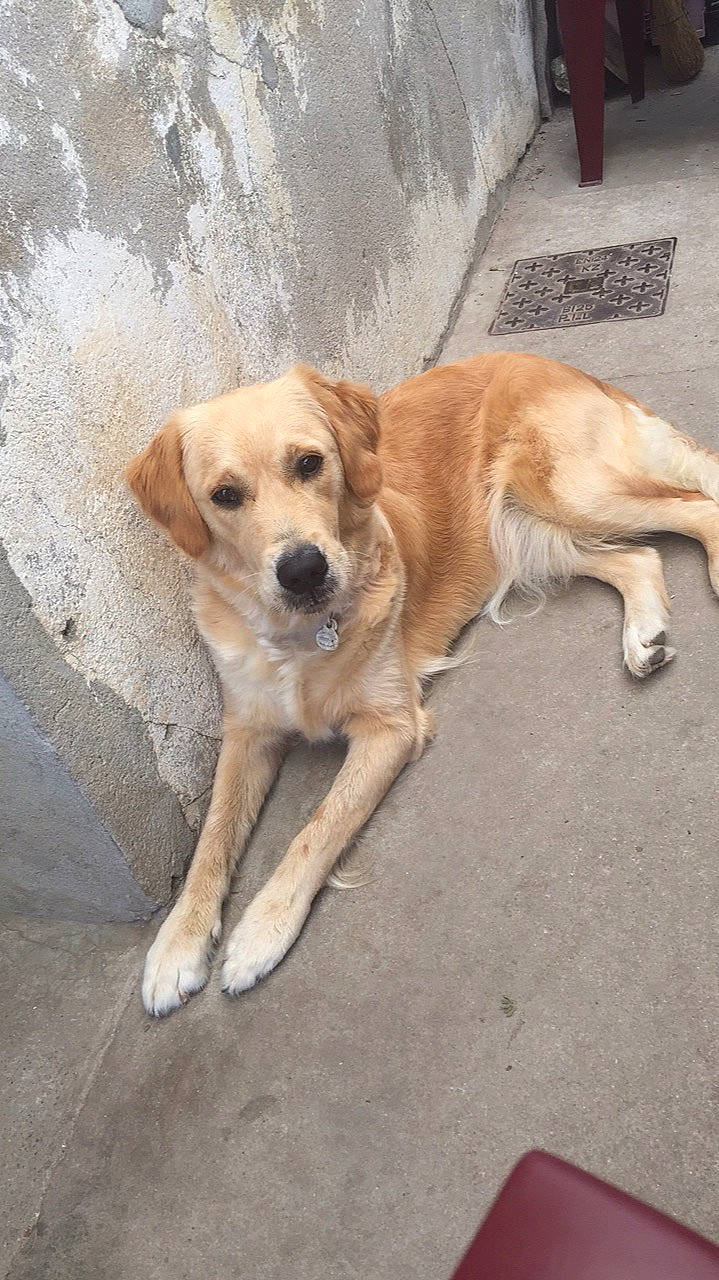 Naya participe au concours pour gagner de l'argent avec cette photo : canidae, carnivore, collar, companion_dog, dog, dog_breed, fawn, hunting_dog, labrador_retriever, retriever, road, road_surface, sidewalk, snout, sporting_group, street_dog, tail, working_dog