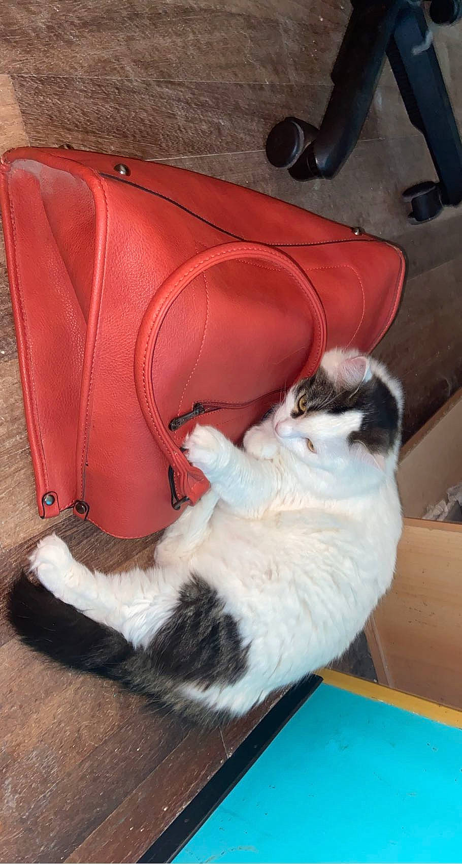 Plume a rejoint le concours — aidez-le/la à gagner de superbes lots ! carmine, carnivore, cat, chair, comfort, companion_dog, dog_breed, domestic_short_haired_cat, fawn, felidae, foot, fur, human_leg, lap, leg, pet_supply, small_to_medium_sized_cats, tail, whiskers, wood