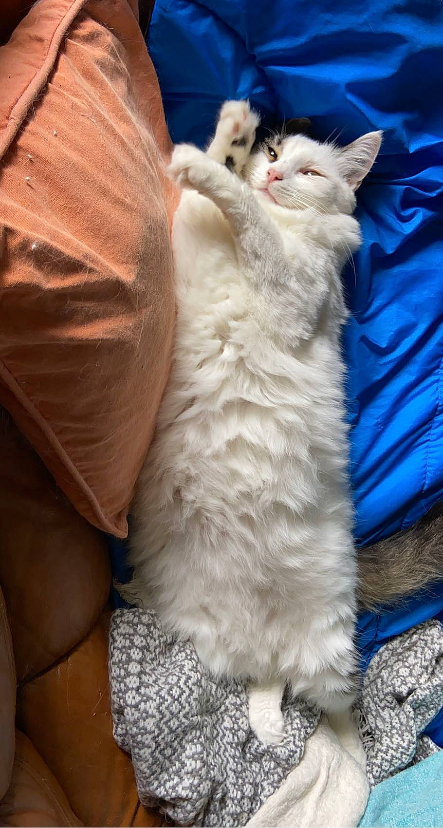 Plume a rejoint le concours — aidez-le/la à gagner de superbes lots ! blue, canidae, carnivore, cat, claw, comfort, companion_dog, electric_blue, fawn, felidae, fur, gesture, human_leg, nap, paw, ragdoll, small_to_medium_sized_cats, tail, whiskers