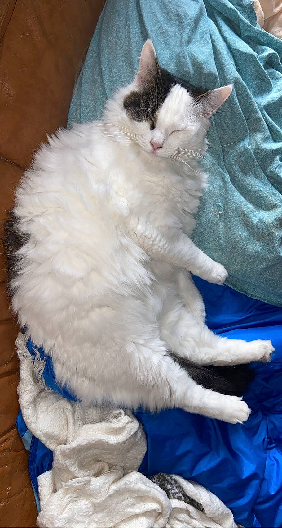 Plume participe au concours pour gagner de l'argent avec cette photo : blue, carnivore, cat, claw, comfort, electric_blue, felidae, fur, paw, sitting, small_to_medium_sized_cats, snout, tail, whiskers