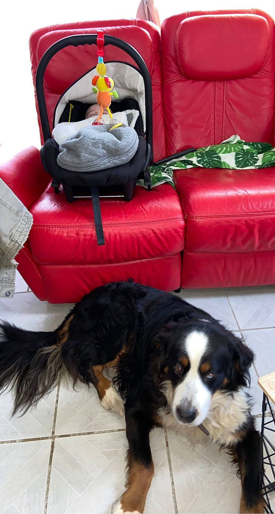 Milla participe au concours pour gagner de l'argent avec cette photo : bean_bag, bernese_mountain_dog, carnivore, comfort, companion_dog, couch, dog, dog_breed, fur, furniture, gun_dog, living_room, mammal, pillow, room, spaniel, studio_couch, stuffed_toy, throw_pillow, working_animal