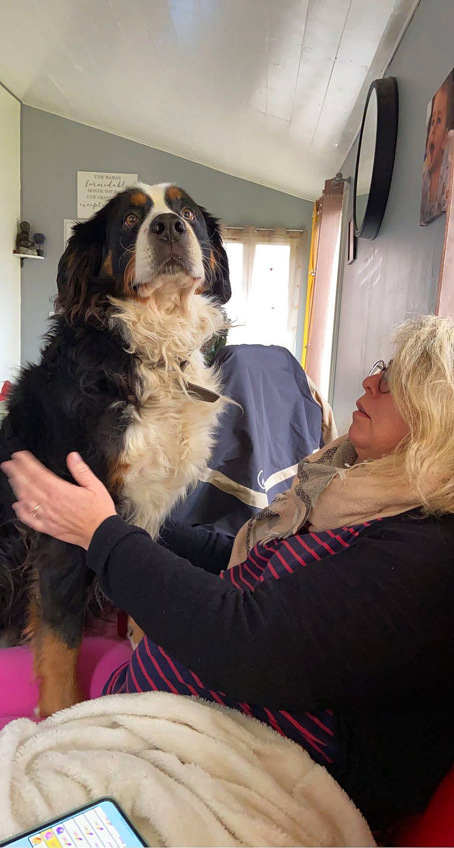 Milla a rejoint le concours — aidez-le/la à gagner de superbes lots ! canidae, carnivore, cavalier_king_charles_spaniel, comfort, companion_dog, dog, dog_breed, event, eyewear, fashion_design, fun, fur, giant_dog_breed, king_charles_spaniel, pekingese, smile, snout, spaniel, sporting_group, toy_dog