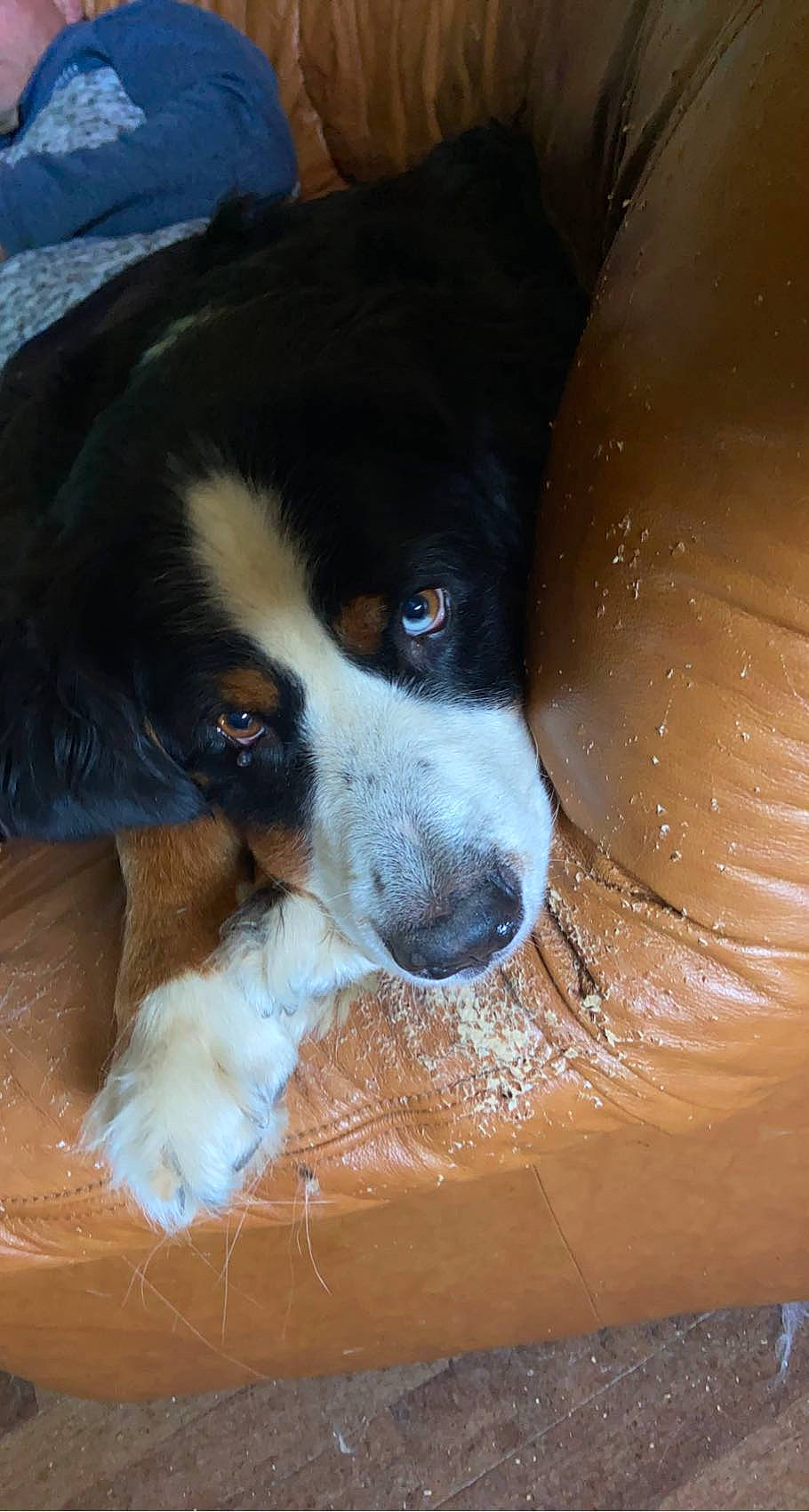 Milla a rejoint le concours — aidez-le/la à gagner de superbes lots ! bernese_mountain_dog, canidae, carnivore, companion_dog, dog, dog_breed, fur, giant_dog_breed, greater_swiss_mountain_dog, herding_dog, snout, sporting_group, terrestrial_animal, whiskers, working_animal, working_dog