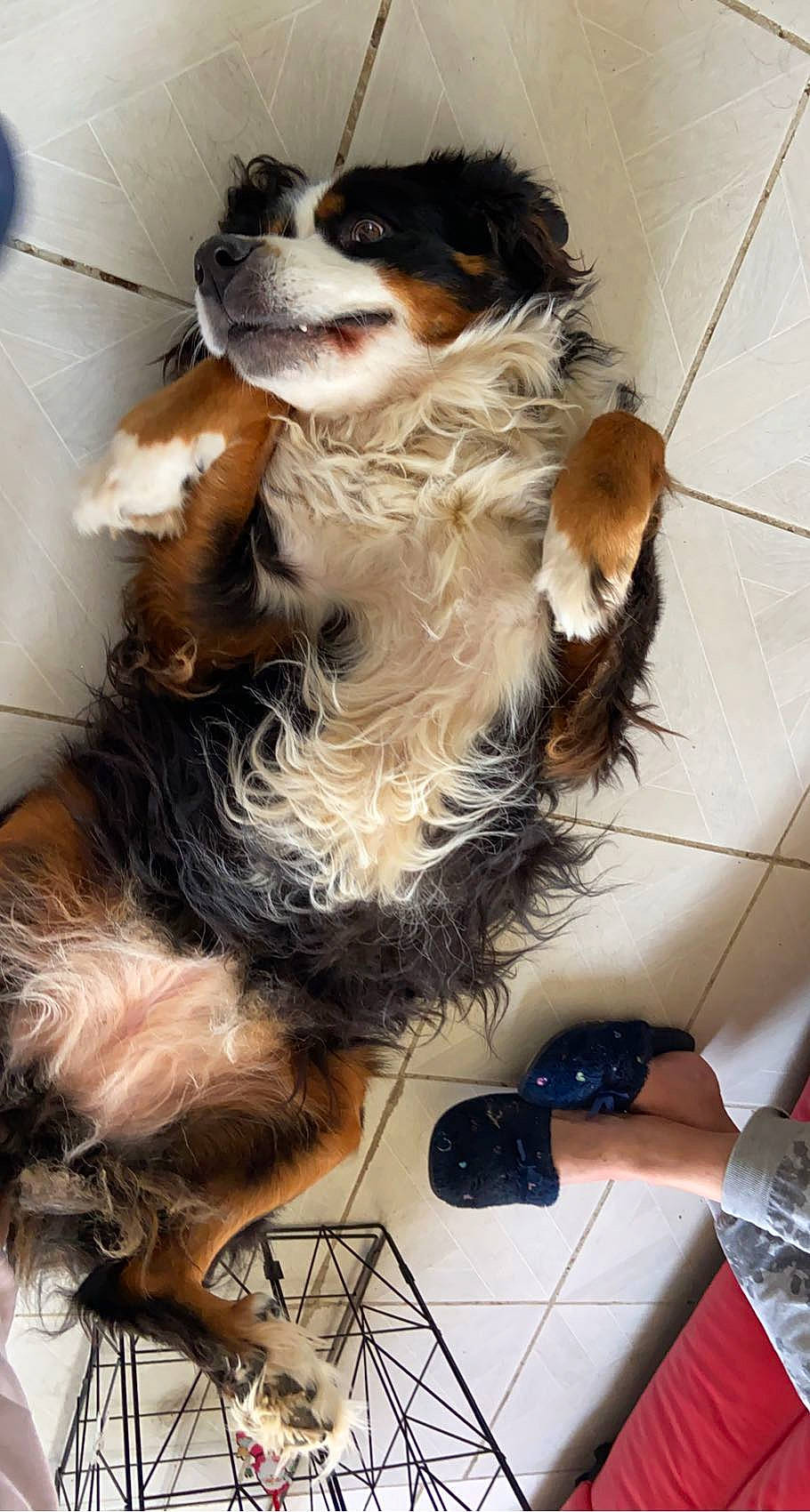Milla participe au concours pour gagner de l'argent avec cette photo : bernese_mountain_dog, canidae, carnivore, cavalier_king_charles_spaniel, companion_dog, dog, dog_breed, dog_supply, fur, king_charles_spaniel, liver, phalene, puppy, spaniel, tail, terrier, toy_dog, whiskers, working_animal, working_dog