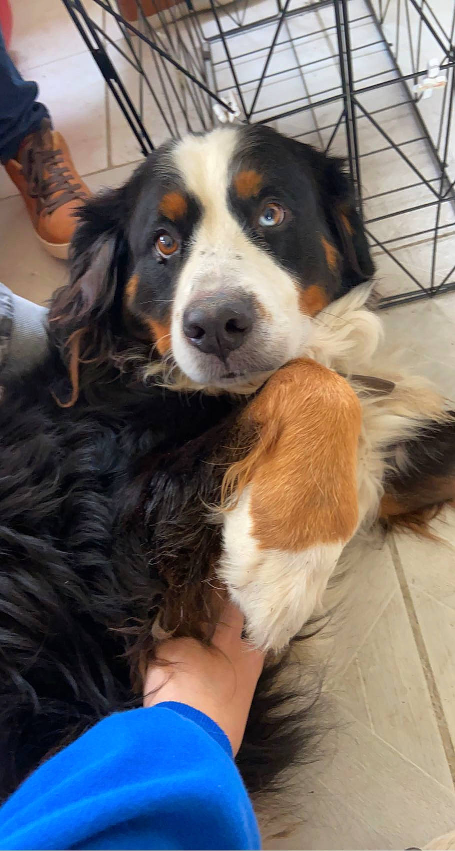 Milla participe au concours pour gagner de l'argent avec cette photo : bernese_mountain_dog, canidae, carnivore, companion_dog, dog, dog_breed, door, fur, giant_dog_breed, snout, sporting_group, terrestrial_animal, working_animal, working_dog