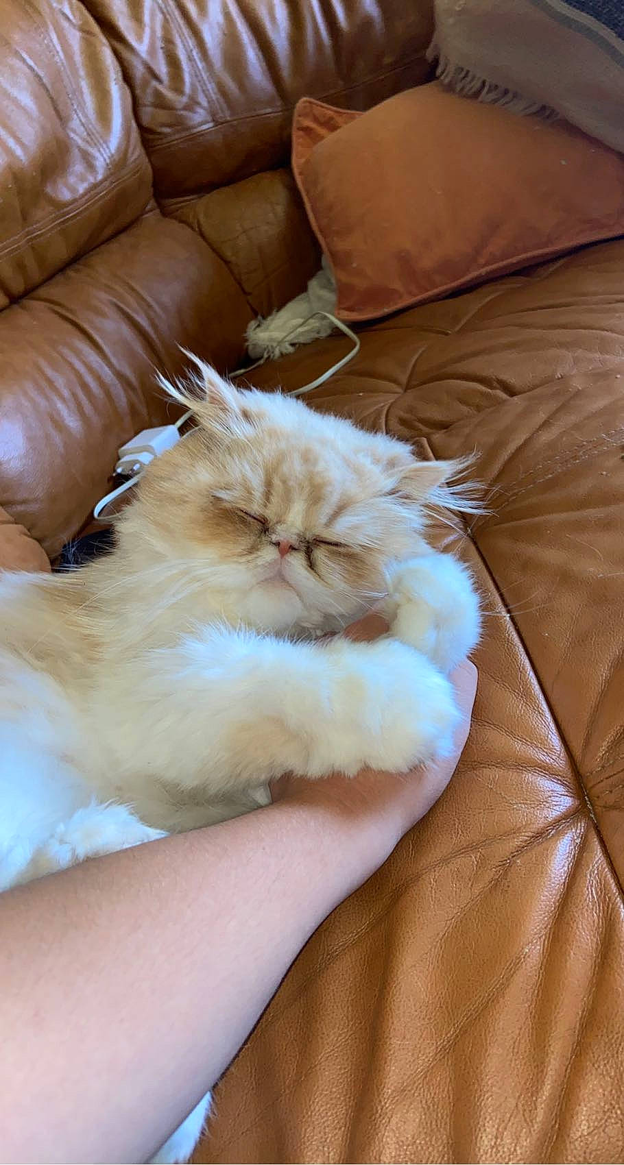 Snoopy a rejoint le concours — aidez-le/la à gagner de superbes lots ! carnivore, cat, comfort, couch, felidae, fur, furniture, hardwood, linens, natural_material, peach, persian, room, small_to_medium_sized_cats, textile, whiskers, wood