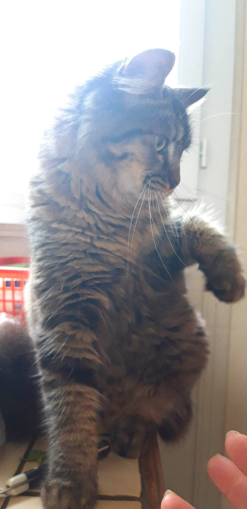 Wallis participe au concours pour gagner de l'argent avec cette photo : beard, carnivore, cat, costume, electric_blue, event, fawn, feather, felidae, fur, fur_clothing, grey, natural_material, small_to_medium_sized_cats, snout, tail, terrestrial_animal, whiskers, window, winter