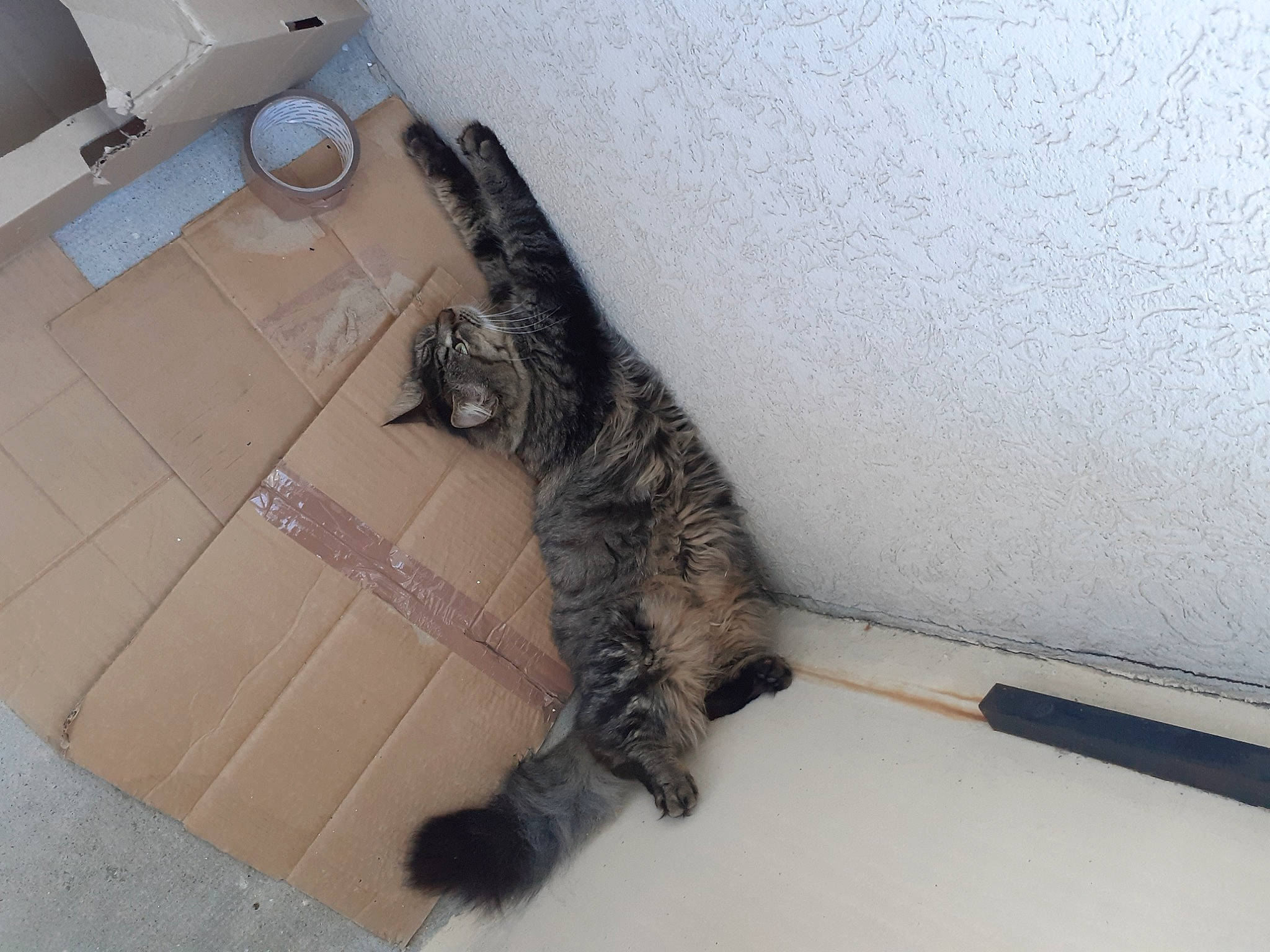 Wallis a rejoint le concours — aidez-le/la à gagner de superbes lots ! carnivore, cat, comfort, domestic_short_haired_cat, felidae, floor, flooring, foot, fur, grey, hardwood, home_appliance, laminate_flooring, paper_towel, room, small_to_medium_sized_cats, tail, terrestrial_animal, whiskers, wood