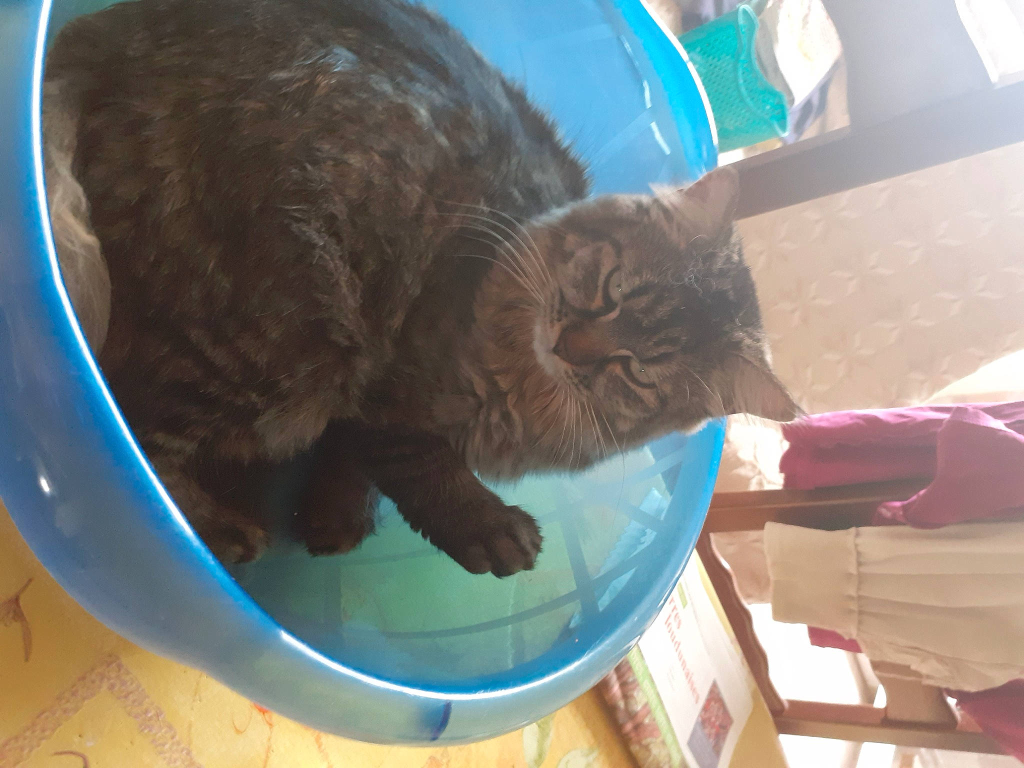 Wallis participe au concours pour gagner de l'argent avec cette photo : carnivore, cat, cat_supply, comfort, domestic_short_haired_cat, electric_blue, fawn, felidae, fur, pet_supply, small_to_medium_sized_cats, snout, tail, terrestrial_animal, whiskers