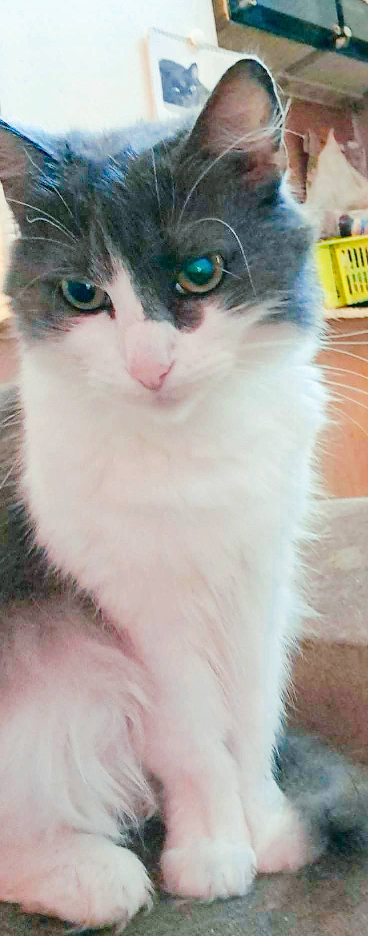 Nala a rejoint le concours — aidez-le/la à gagner de superbes lots ! carnivore, cat, collar, curious, domestic_short_haired_cat, electric_blue, eye, felidae, fur, paw, small_to_medium_sized_cats, snout, tail, whiskers