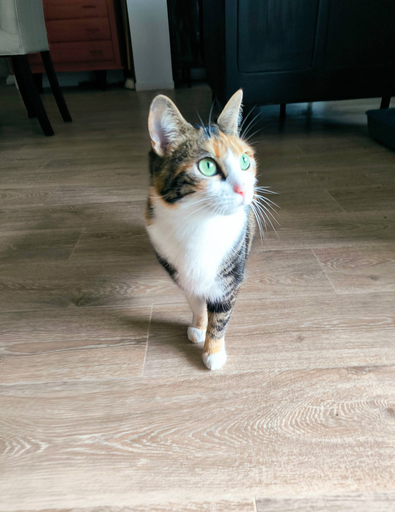 Chanel participe au concours pour gagner de l'argent avec cette photo : carnivore, cat, domestic_short_haired_cat, door, fawn, felidae, floor, flooring, fur, grey, hardwood, paw, road_surface, sitting, small_to_medium_sized_cats, snout, tail, whiskers, wood, wood_flooring