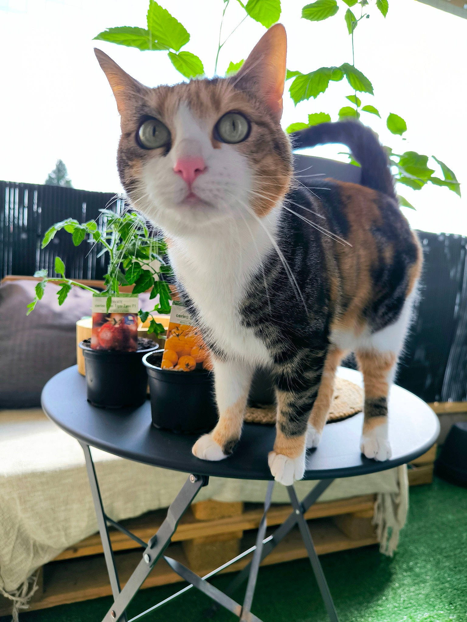 Chanel a rejoint le concours — aidez-le/la à gagner de superbes lots ! carnivore, cat, chair, domestic_short_haired_cat, felidae, flowerpot, fur, furniture, grass, green, houseplant, plant, porch, small_to_medium_sized_cats, snout, table, tail, tree, whiskers, window