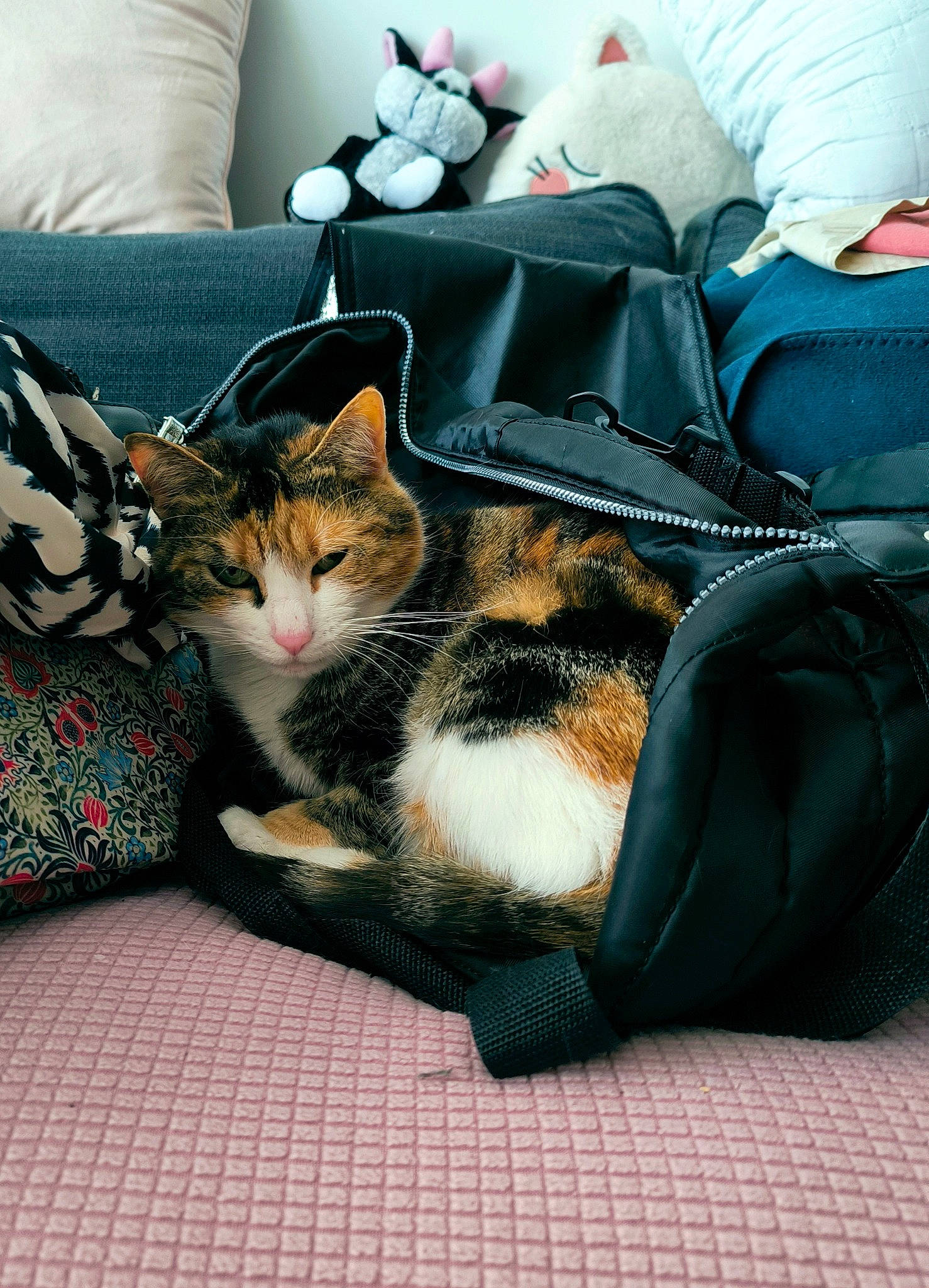 Chanel a rejoint le concours — aidez-le/la à gagner de superbes lots ! bag, carnivore, cat, comfort, domestic_short_haired_cat, felidae, flooring, fur, grass, human_leg, linens, luggage_and_bags, nap, pillow, sitting, small_to_medium_sized_cats, street, tail, textile, whiskers