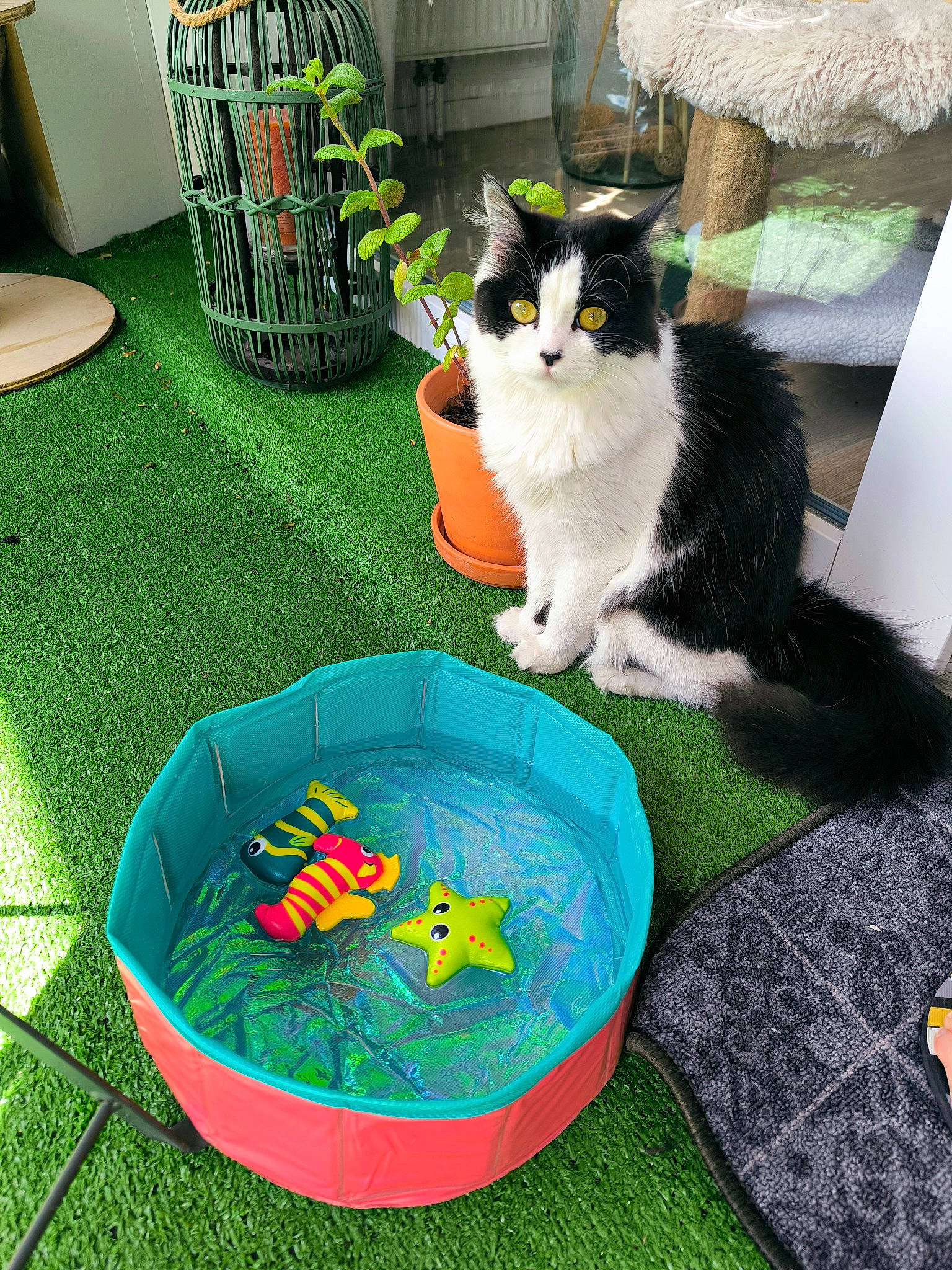 Shiva participe au concours pour gagner de l'argent avec cette photo : baby_toys, carnivore, cat, cat_supply, chair, domestic_short_haired_cat, felidae, flooring, fur, grass, green, household_supply, leisure, pet_food, pet_supply, play, recreation, small_to_medium_sized_cats, tail, whiskers