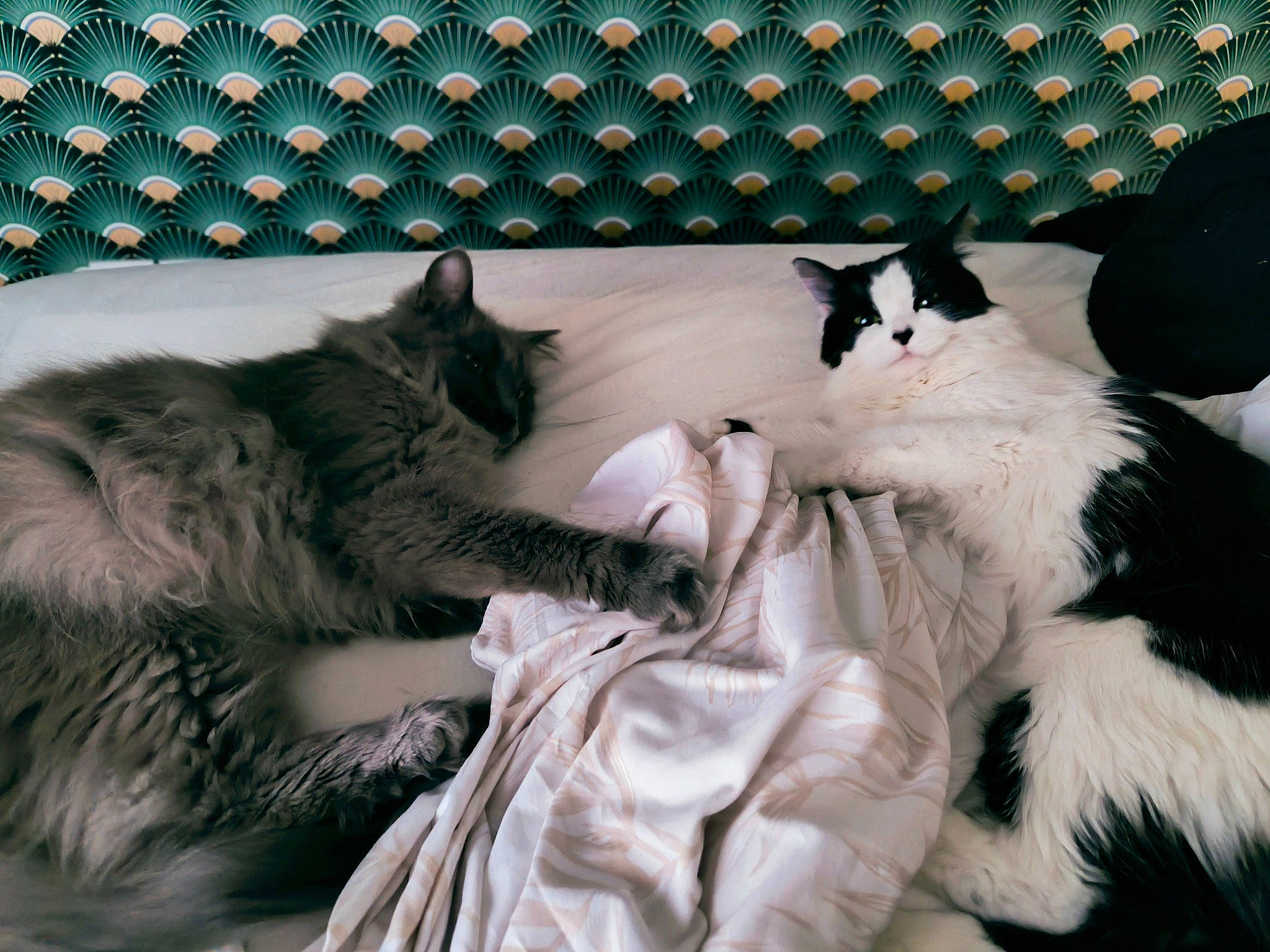 Shiva participe au concours pour gagner de l'argent avec cette photo : bedding, black_cat, carnivore, cat, claw, comfort, domestic_short_haired_cat, felidae, fur, grey, linens, mammal, nap, paw, sleep, small_to_medium_sized_cats, tail, vertebrate, whiskers