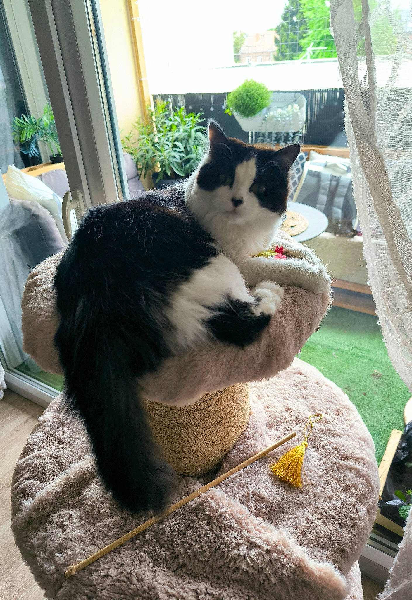 Shiva a rejoint le concours — aidez-le/la à gagner de superbes lots ! carnivore, cat, claw, domestic_short_haired_cat, felidae, fur, grass, mammal, plant, sitting, small_to_medium_sized_cats, snout, tail, terrestrial_animal, tree, whiskers, window