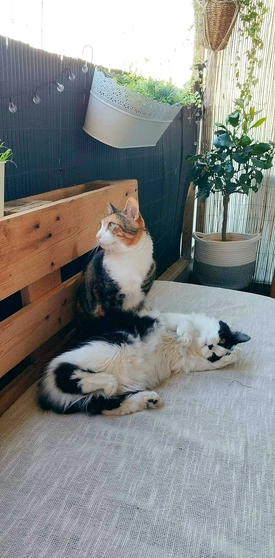 Shiva a rejoint le concours — aidez-le/la à gagner de superbes lots ! carnivore, cat, comfort, companion_dog, domestic_short_haired_cat, felidae, floor, flooring, flowerpot, fur, grass, grey, hardwood, houseplant, mammal, plant, small_to_medium_sized_cats, tail, whiskers, wood