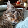 cat, tabby, sleeping, closeup, face, whiskers, ears, soft, blanket, cozy, indoor, resting, pet, fur, cute, relaxed, animal, nap, comfort, feline