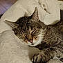 cat, tabby, sleeping, pet, indoor, cozy, bed, plush, fur, whiskers, paw, relaxed, napping, domestic, closeup, animal, cute, resting, feline, soft