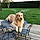 Rosco