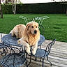 golden_retriever, dog, pet, outdoor, backyard, grass, tree, metal_table, metal_chair, wooden_deck, lawn, relaxed, animal, canine, furniture, nature, daytime, calm, resting, portrait