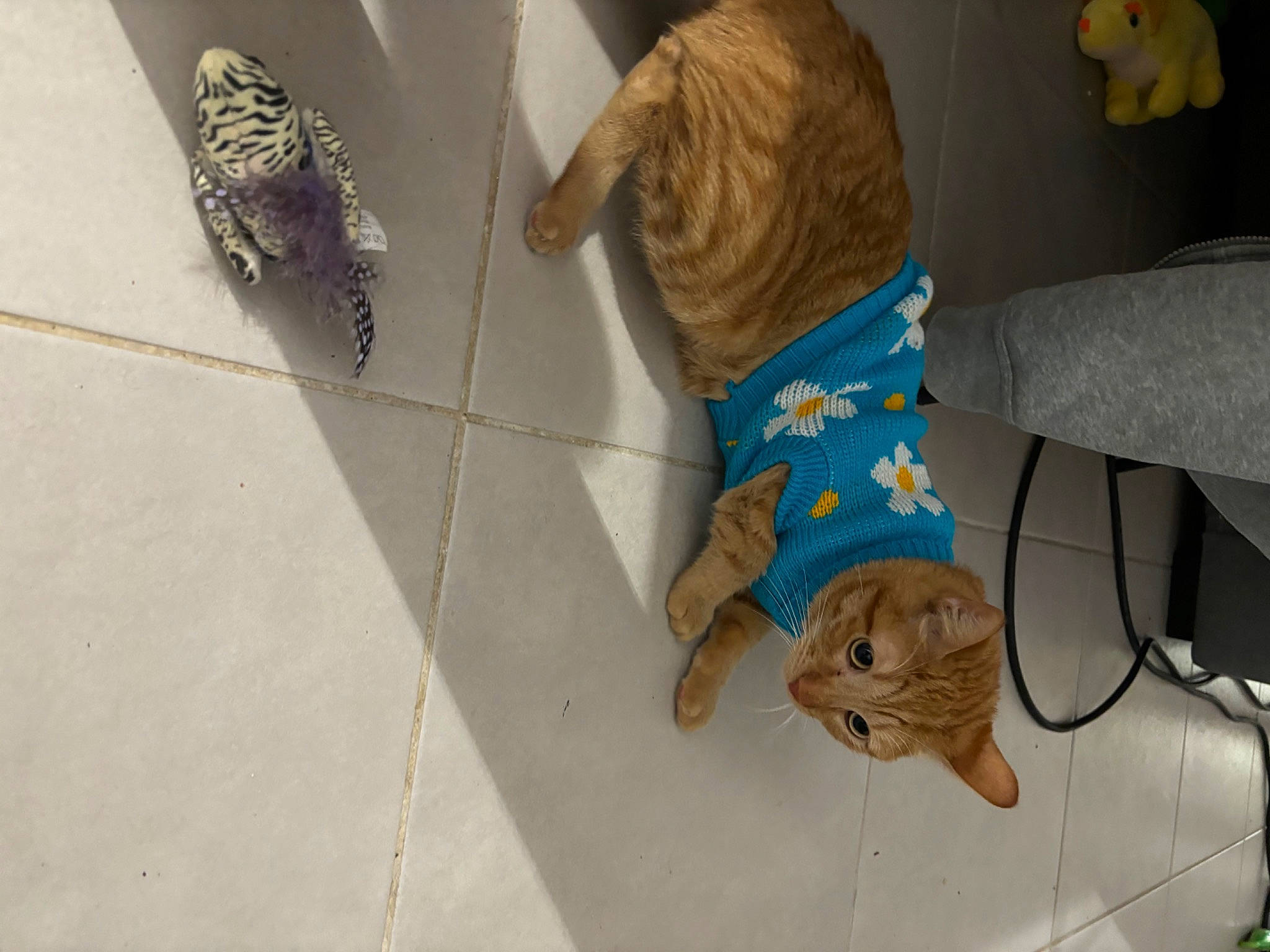 Tchoupi participe au concours pour gagner de l'argent avec cette photo : carnivore, cat, companion_dog, dog, domestic_short_haired_cat, fawn, felidae, floor, flooring, hardwood, human_leg, leg, room, sporting_group, stuffed_toy, tail, toy, whiskers, wood, wood_flooring