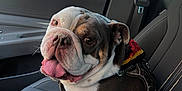 Roadie is registered to the contest to win money with this photo: animal, brown_and_white, bulldog, canine, car, companion, cute, dog, friendly, happy, harness, indoor, leash, paw, pet, seat, seatbelt, tongue_out, vehicle, window