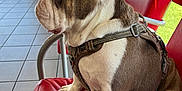 Roadie is registered to the contest to win money with this photo: adult, animal, bulldog, calm, casual, daylight, dog, floor_tiles, harness, indoor, leash, people, pet, red_chair, resting, seated, side_view, waiting_area, waiting_room, window