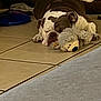 bulldog, dog, sleeping, stuffed_animal, toy, floor, tile, pet, bed, indoor, cozy, resting, animal, cute, companion, fur, relaxed, home, canine, nap
