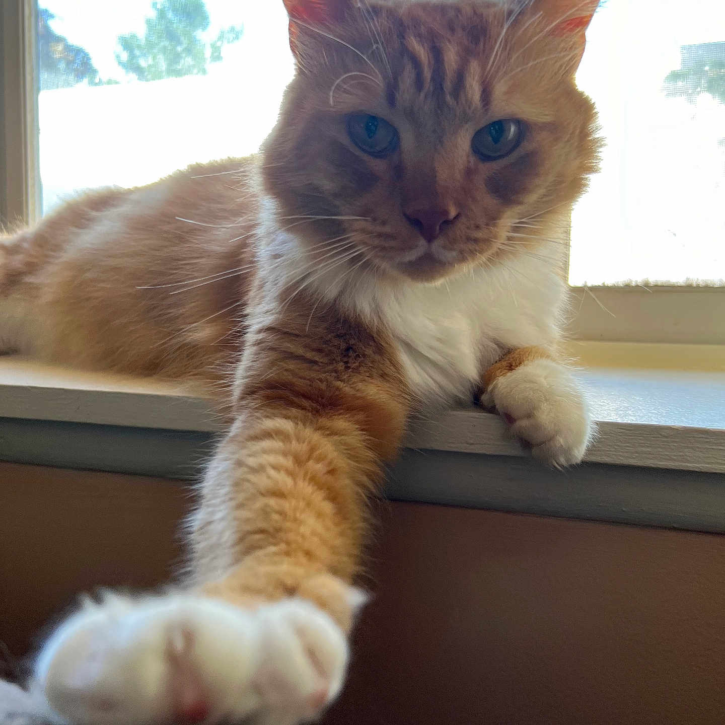 Orange Julius is registered to the contest to win money with this photo: abyssinian, angora, animal, cat, hardwood, kitten, manx, pet, siamese, window, windowsill, wood