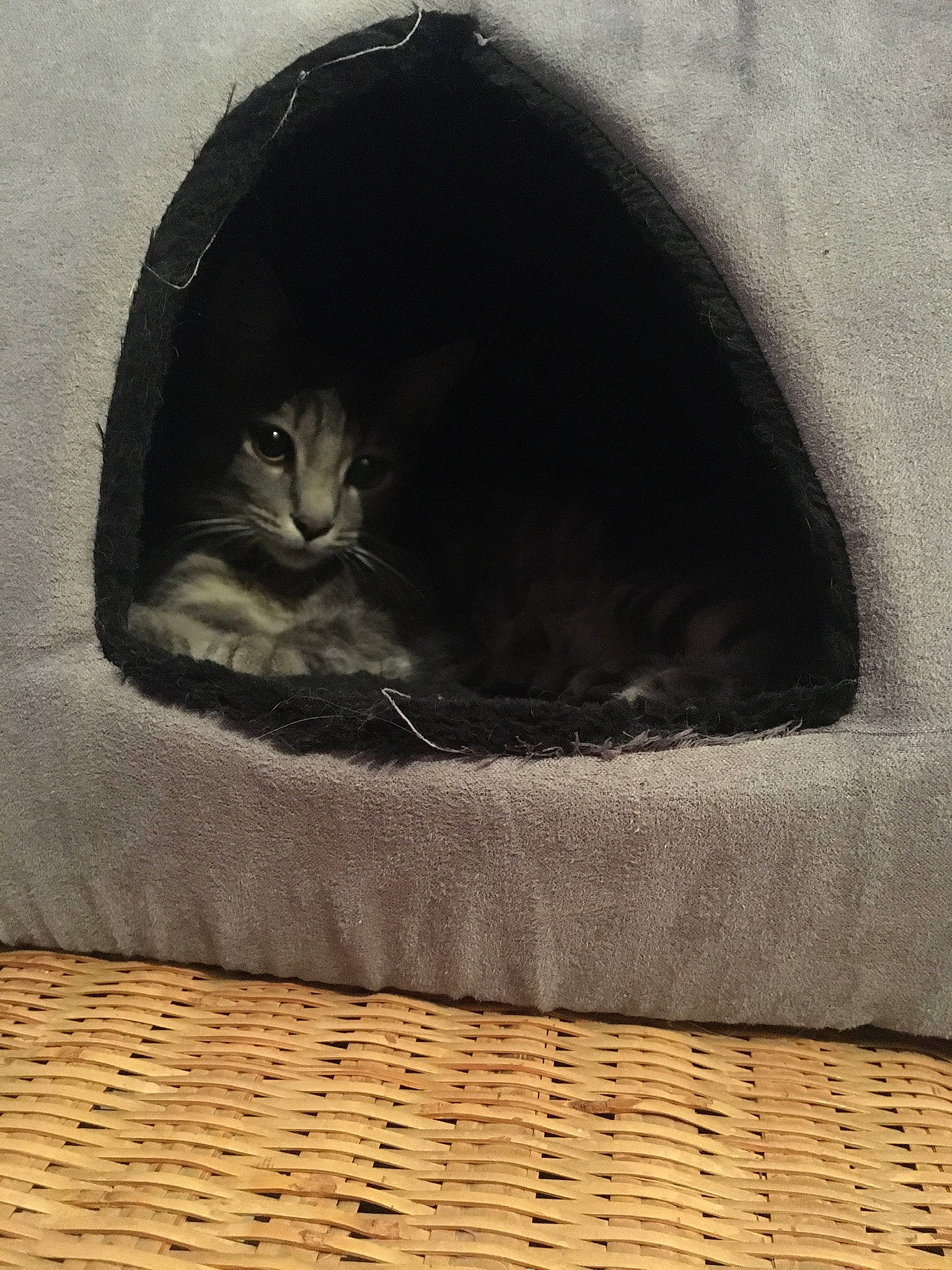 Dewey a rejoint le concours — aidez-le/la à gagner de superbes lots ! black_cat, carnivore, cat, cat_bed, cat_supply, comfort, domestic_short_haired_cat, felidae, flooring, fur, grey, linens, room, small_to_medium_sized_cats, snout, tail, textile, tints_and_shades, whiskers, wood