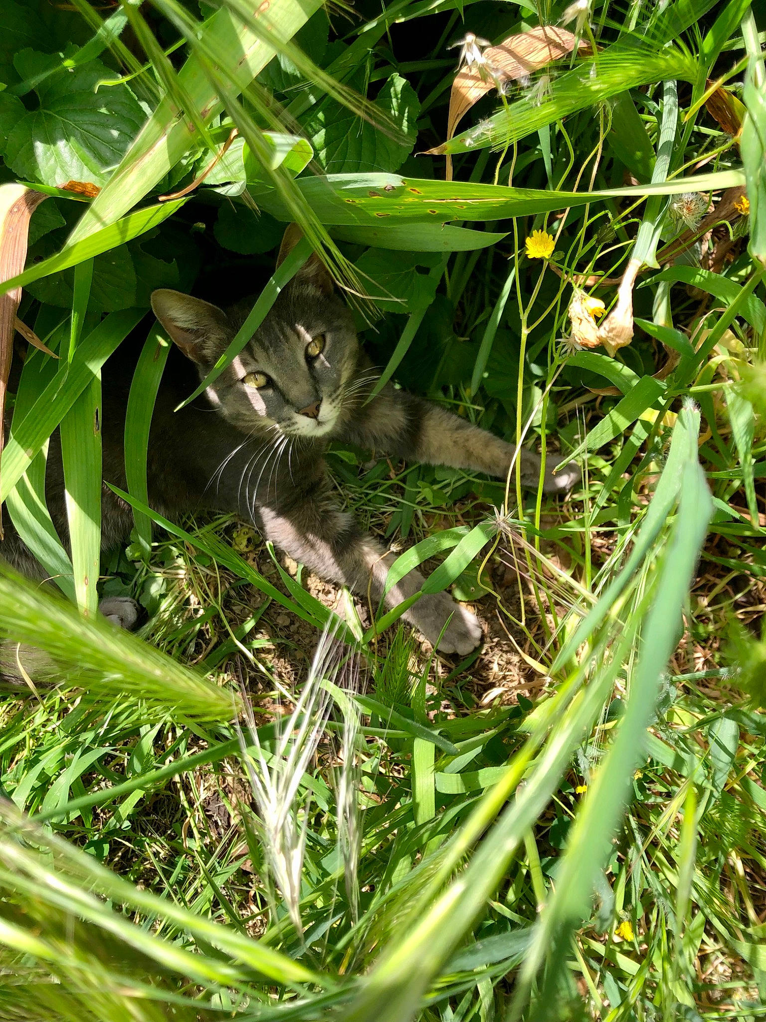 Dewey a rejoint le concours — aidez-le/la à gagner de superbes lots ! carnivore, cat, felidae, flower, flowering_plant, grass, grass_family, groundcover, herb, herbaceous_plant, hierochloe, moisture, plant, sedge_family, small_to_medium_sized_cats, tail, terrestrial_animal, terrestrial_plant, whiskers, wildlife