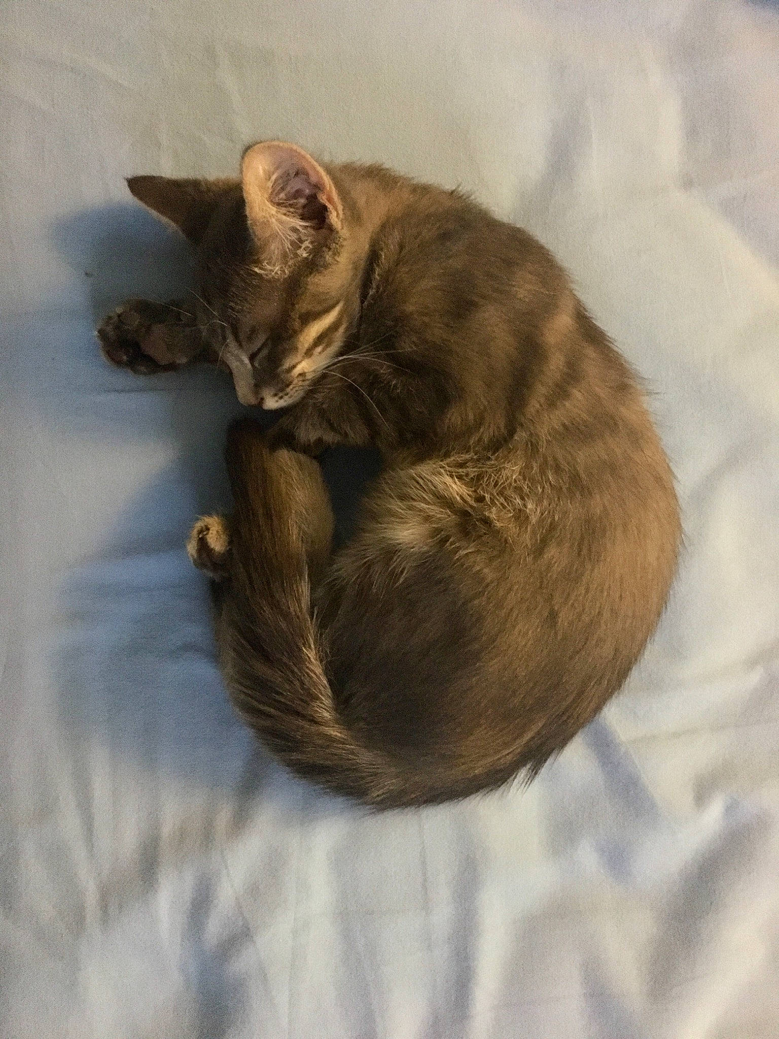 Dewey a rejoint le concours — aidez-le/la à gagner de superbes lots ! carnivore, cat, cat_supply, claw, comfort, domestic_short_haired_cat, fawn, felidae, fur, grey, nap, paw, small_to_medium_sized_cats, snout, tail, terrestrial_animal, tree, trunk, whiskers, wood