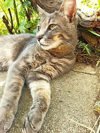 Dewey participe au concours pour gagner de l'argent avec cette photo : carnivore, cat, claw, domestic_short_haired_cat, fawn, felidae, fur, grass, paw, plant, sitting, small_to_medium_sized_cats, snout, tail, terrestrial_animal, tree, whiskers, wildlife