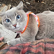 Beaker joined the competition — help win amazing prizes! cat, gray_cat, blue_eyes, harness, pet, animal, outdoor, wood, hand, curious, fur, whiskers, closeup, nature, earth, texture, looking_up, domestic_cat, mammal, cute