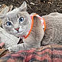 cat, gray_cat, blue_eyes, harness, pet, animal, outdoor, wood, hand, curious, fur, whiskers, closeup, nature, earth, texture, looking_up, domestic_cat, mammal, cute