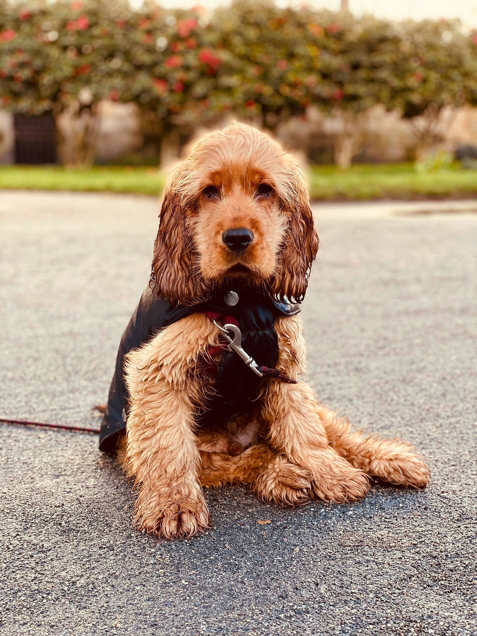 Rillette participe au concours pour gagner de l'argent avec cette photo : asphalt, canidae, carnivore, companion_dog, dog, dog_breed, dog_collar, fur, grass, liver, plant, poodle, road_surface, soil, sporting_group, terrier, toy_dog, walking, water_dog, working_animal