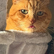 Lyrical is registered to the contest to win money with this photo: cat, orange_tabby, close_up, fur, whiskers, tongue_out, pet, indoor, soft_texture, cozy, green_eyes, cute, animal, fluffy, relaxed, portrait, feline, domestic_cat, resting, warm_light