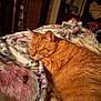 cat, orange_tabby, sleeping, bedroom, blanket, soft_texture, indoor, furniture, drawer, warm_lighting, relaxation, pet, fur, cozy, resting, animal, domestic, home, comfort, closeup